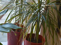 4 div planten - afbeelding 6 van  6