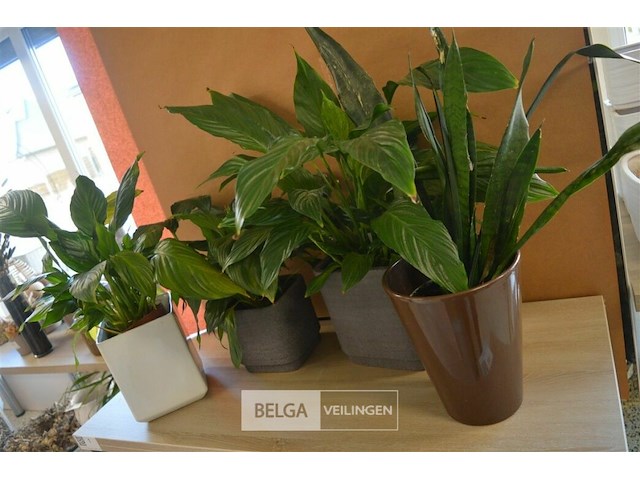 4 div planten - afbeelding 1 van  4