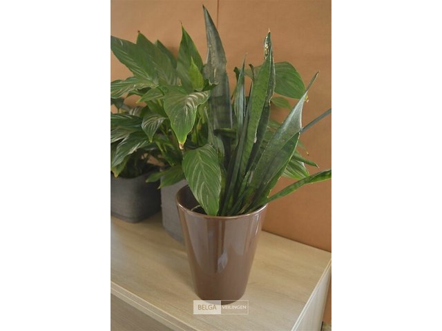 4 div planten - afbeelding 2 van  4