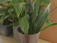 4 div planten - afbeelding 2 van  4