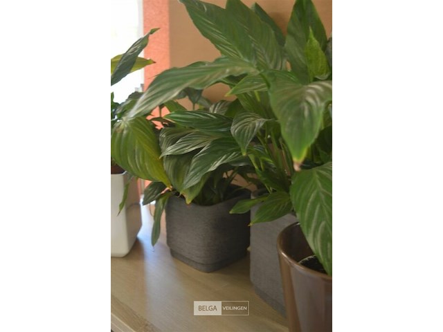 4 div planten - afbeelding 3 van  4