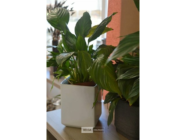 4 div planten - afbeelding 4 van  4