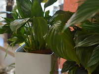 4 div planten - afbeelding 4 van  4