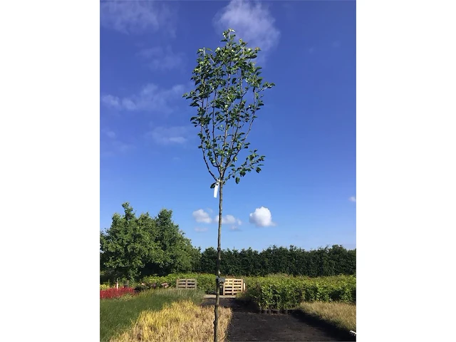 4 pyrus chanticleer - afbeelding 2 van  2