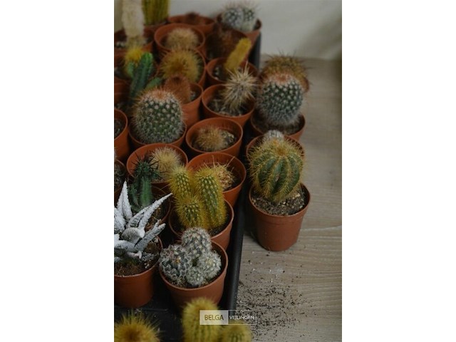 4 staantafels ø68 cm - afbeelding 4 van  5