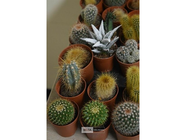 4 staantafels ø68 cm - afbeelding 5 van  5