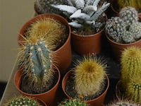 4 staantafels ø68 cm - afbeelding 5 van  5