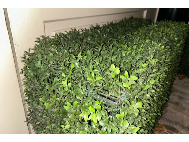 4 x nepstruik - afbeelding 2 van  2