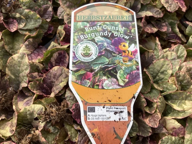 40 ajuga - afbeelding 3 van  3