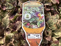 40 ajuga