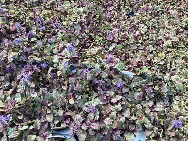 40 ajuga - afbeelding 2 van  3