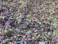 40 ajuga - afbeelding 2 van  3