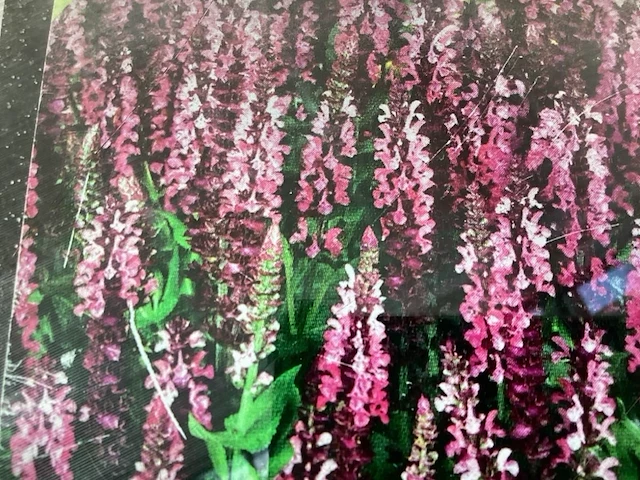 40 angelonia - afbeelding 1 van  1
