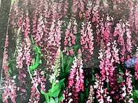 40 angelonia