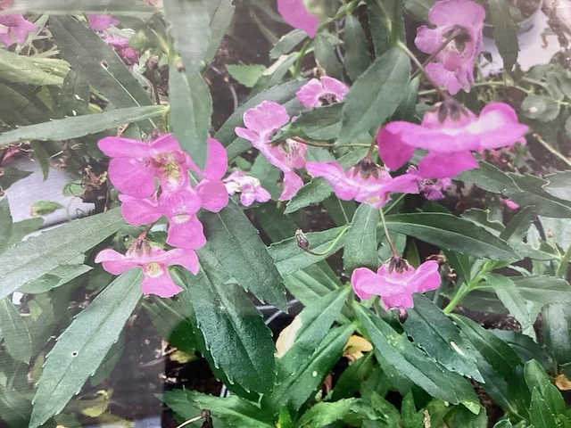 40 anthiriums - afbeelding 2 van  2