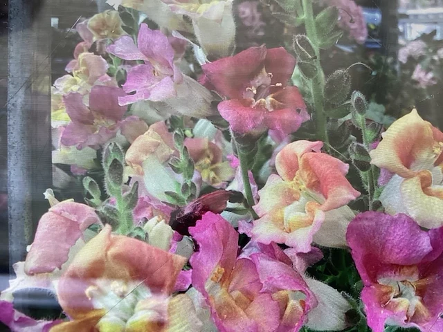 40 anthiriums - afbeelding 1 van  2
