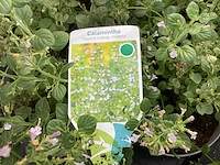 40 callimentha