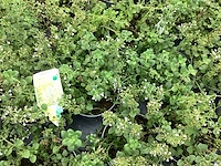 40 callimentha - afbeelding 2 van  2