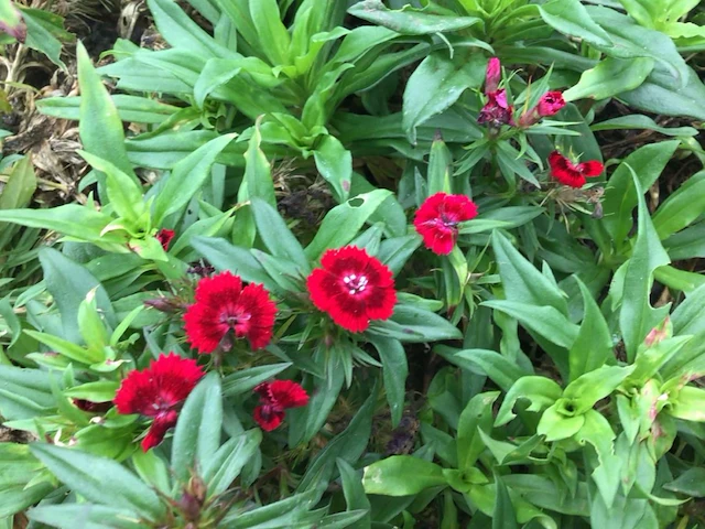 40 dianthus barbatus - afbeelding 1 van  2