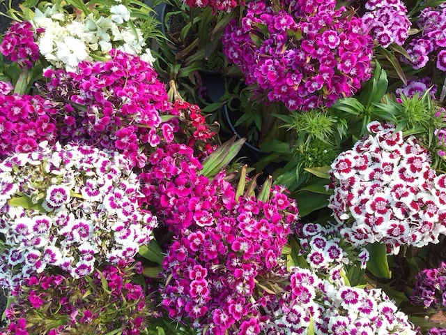 40 dianthus barbatus - afbeelding 2 van  2