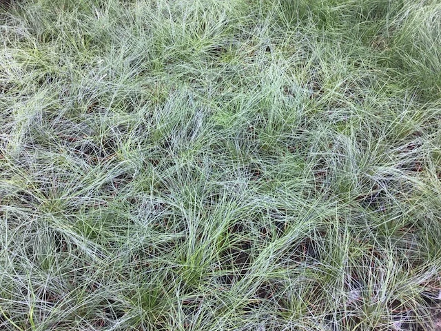 40 festuca glauca - afbeelding 2 van  2