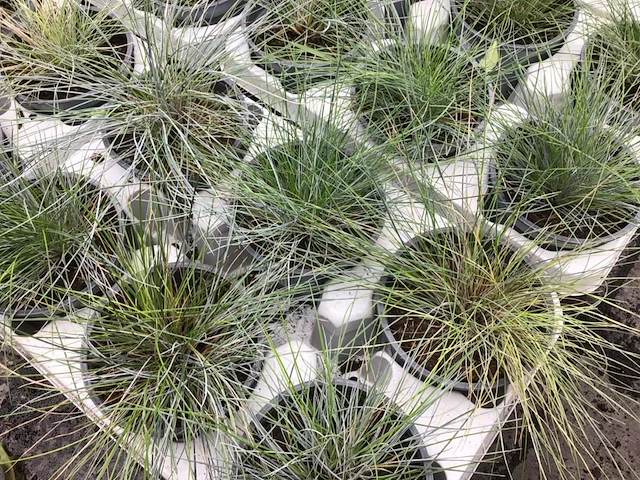 40 festuca glauca - afbeelding 1 van  2