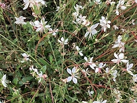 40 gaura