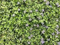 40 isothoma