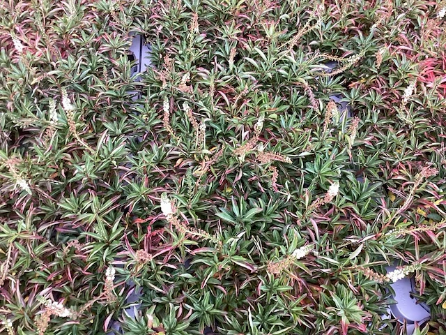 40 lysimachia - afbeelding 1 van  1