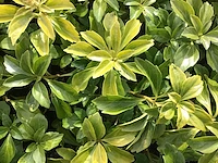 40 pachysandra