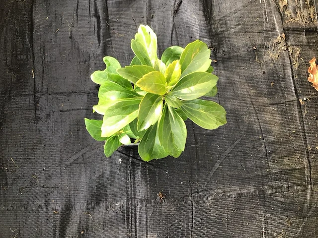 40 pachysandra - afbeelding 1 van  2