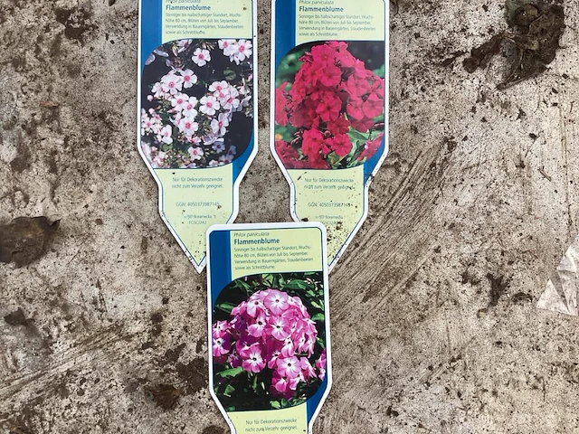 40 phlox mix - afbeelding 1 van  1