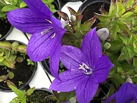 40 platycodon blauw