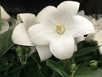 40 platycodon wit
