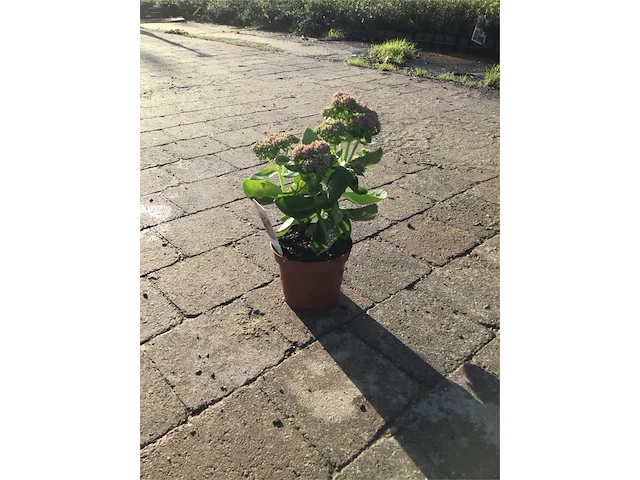 40 sedum herbstfreude - afbeelding 1 van  1