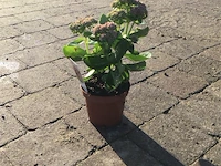 40 sedum herbstfreude