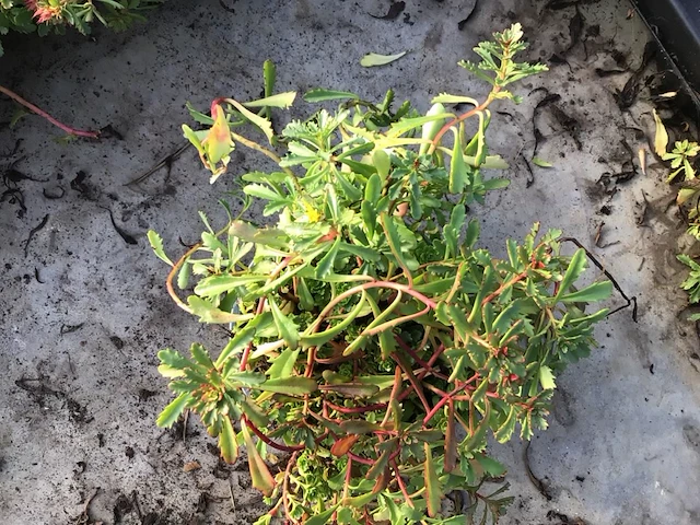 40 sedum mix - afbeelding 6 van  7