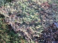 40 sedum mix - afbeelding 3 van  7