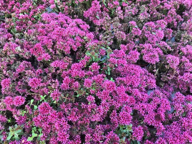 40 sedum mix - afbeelding 4 van  7