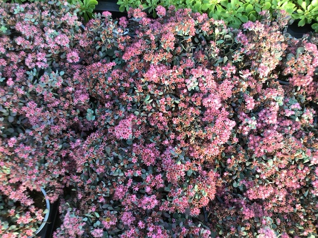40 sedum mix - afbeelding 5 van  7