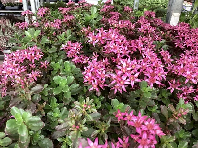 40 sedum - afbeelding 1 van  1