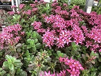 40 sedum