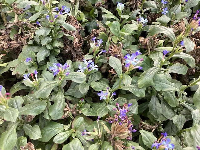 40 steratostigma - afbeelding 1 van  2