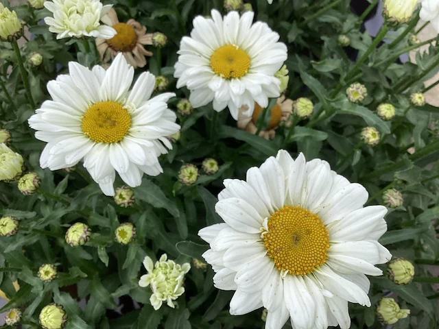 40 witte, winterharde margrieten - afbeelding 1 van  1