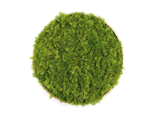 (45x) moscirkel 50 cm, kleur smaragdgroen / aluminium frame met houtlook, wanddecoratie - afbeelding 1 van  5