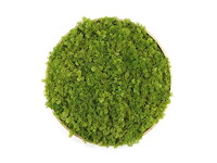 (45x) moscirkel 50 cm, kleur smaragdgroen / aluminium frame met houtlook, wanddecoratie - afbeelding 1 van  5