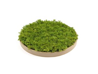 (45x) moscirkel 50 cm, kleur smaragdgroen / aluminium frame met houtlook, wanddecoratie - afbeelding 2 van  5