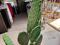 4x cactus kunstplant - afbeelding 4 van  4