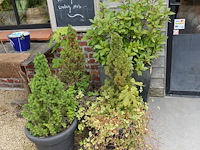 4x diverse plant - afbeelding 1 van  5