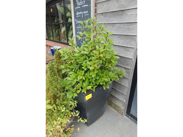 4x diverse plant - afbeelding 2 van  5